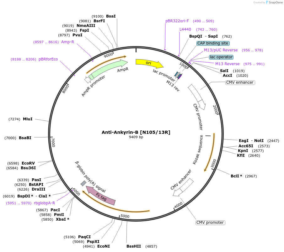 177493-plasmid-map-sequence-id-347930