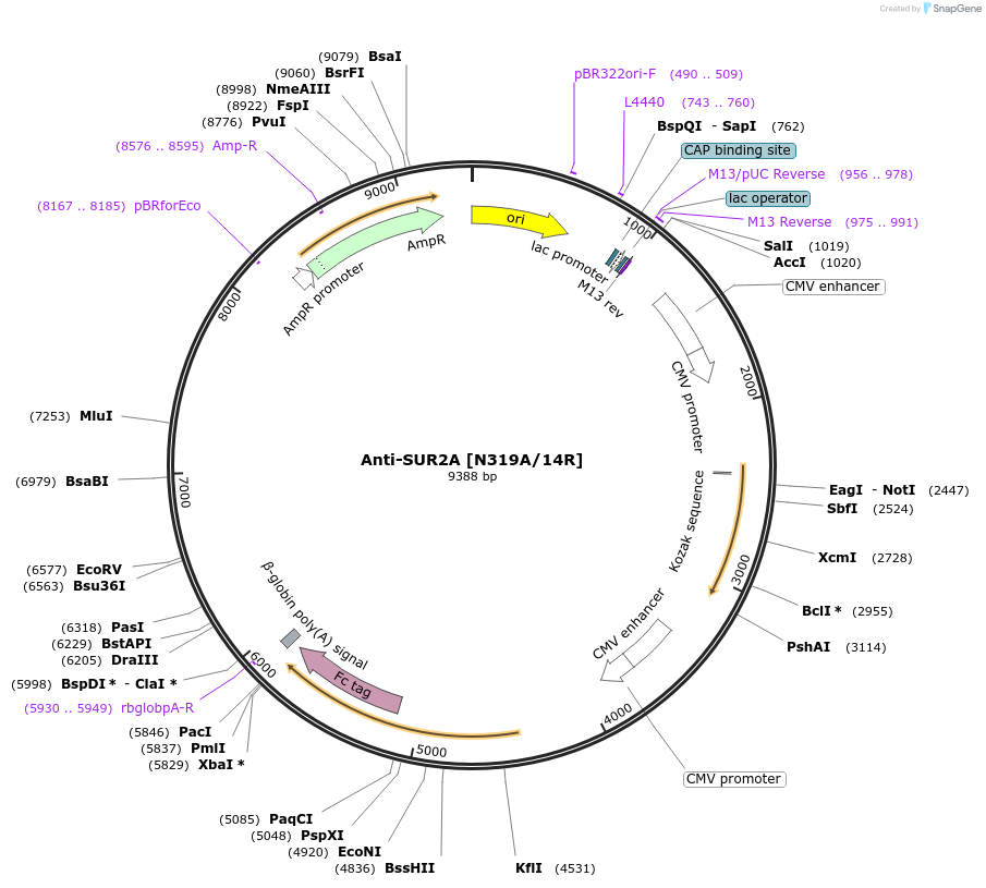 177530-plasmid-map-sequence-id-347931
