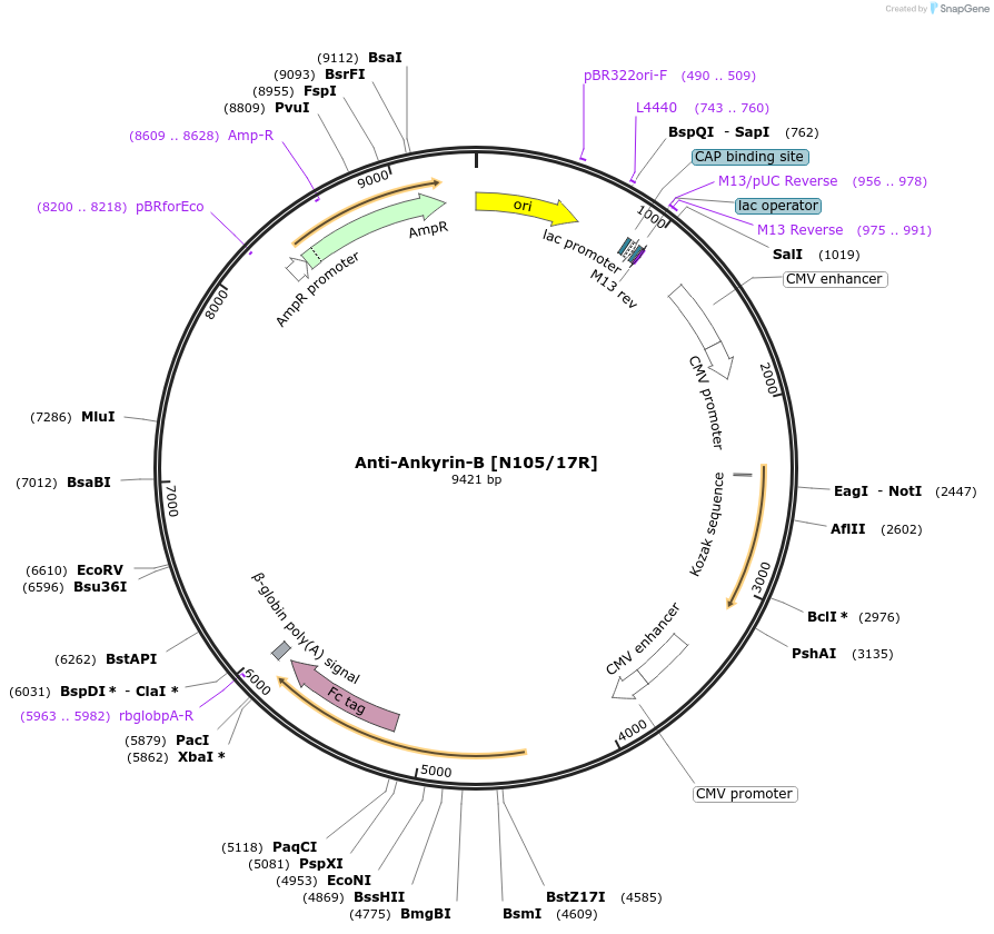 177494-plasmid-map-sequence-id-347933