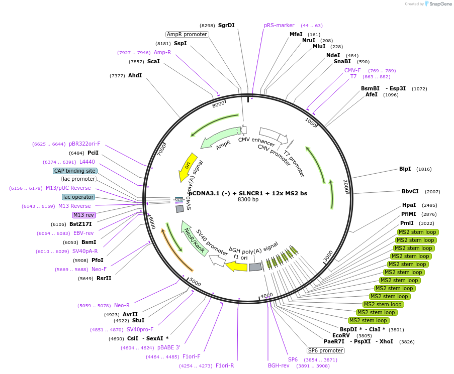 86828-plasmid-map-sequence-id-347936