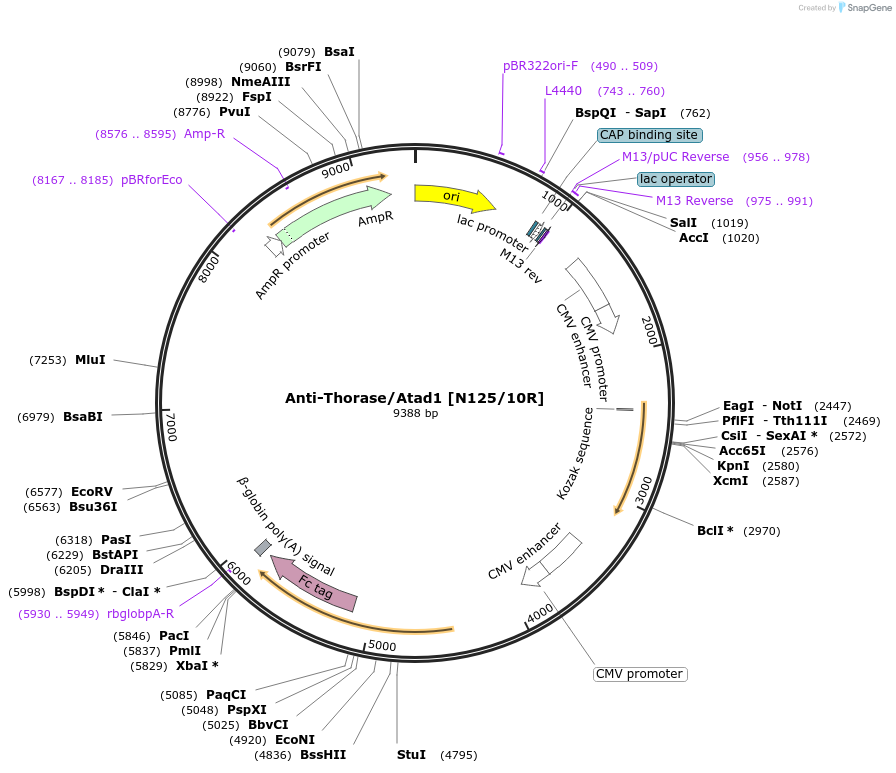 177497-plasmid-map-sequence-id-347937