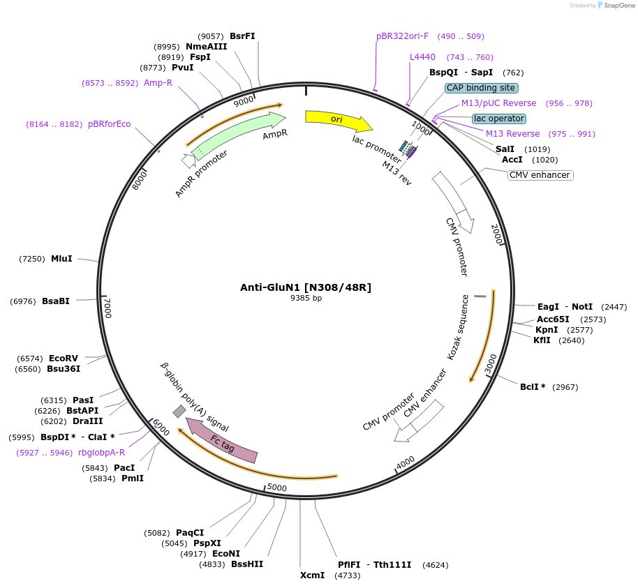 177529-plasmid-map-sequence-id-347940