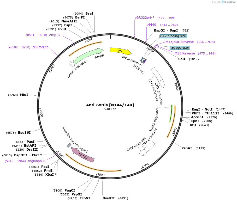 177500-plasmid-map-sequence-id-347941