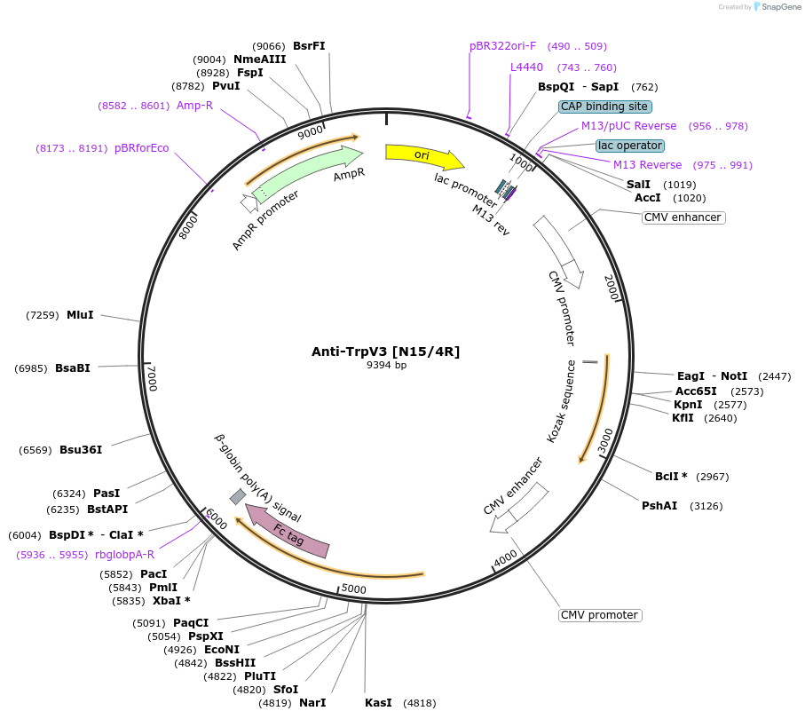 177501-plasmid-map-sequence-id-347942