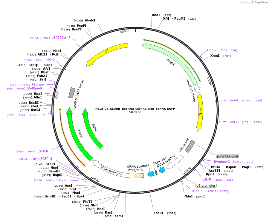 172668-plasmid-map-sequence-id-347982