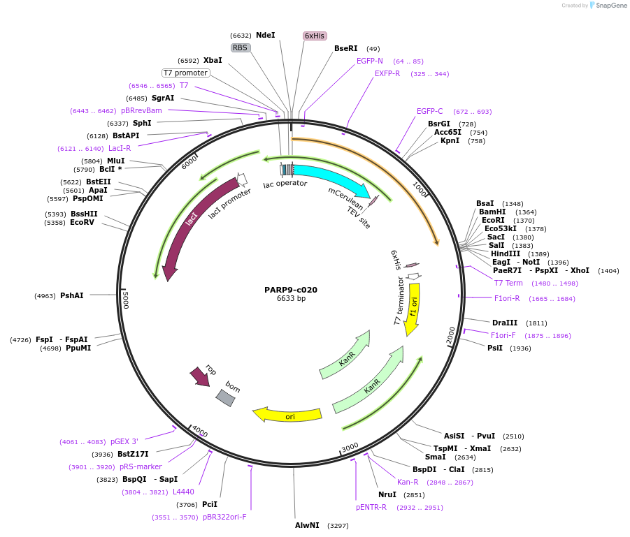 173097-plasmid-map-sequence-id-347989