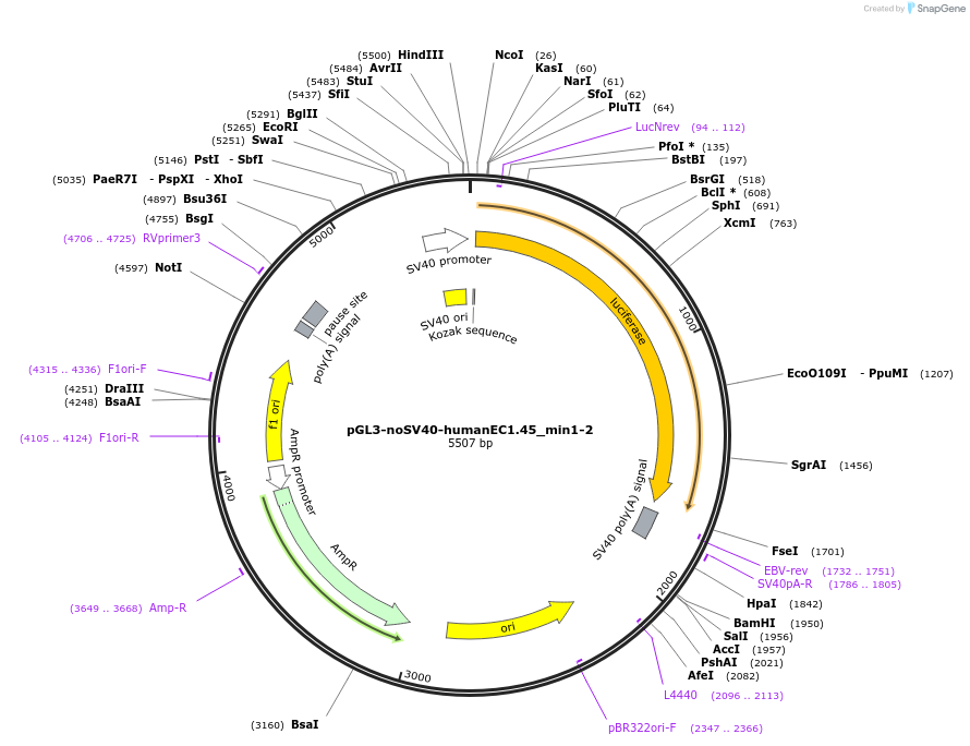 173952-plasmid-map-sequence-id-348000
