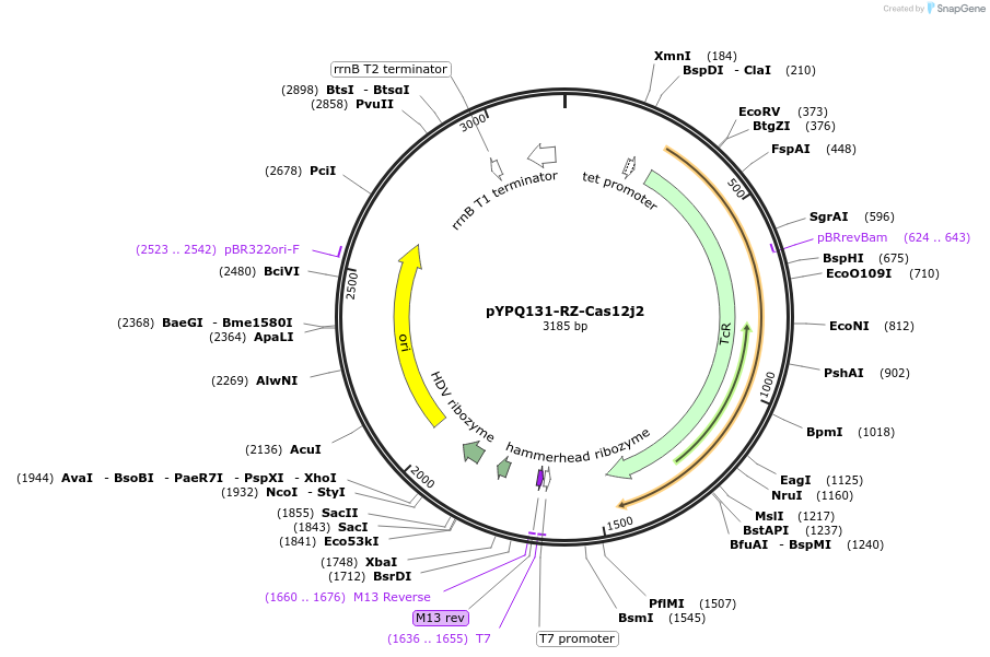 173927-plasmid-map-sequence-id-348001