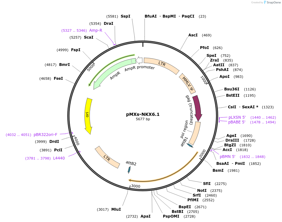 32934-plasmid-map-sequence-id-348002