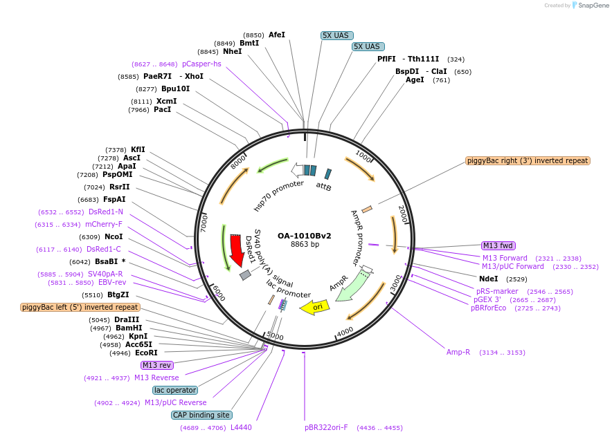 176083-plasmid-map-sequence-id-348022