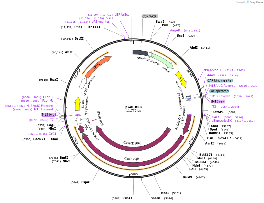 172409-plasmid-map-sequence-id-348027