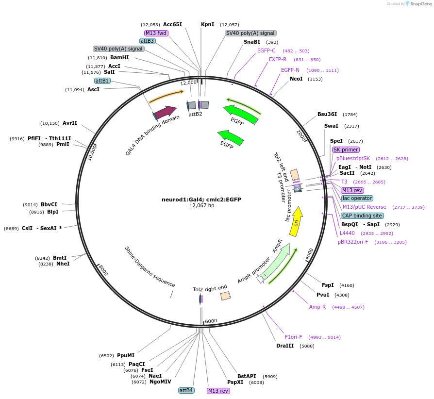 173478-plasmid-map-sequence-id-348034