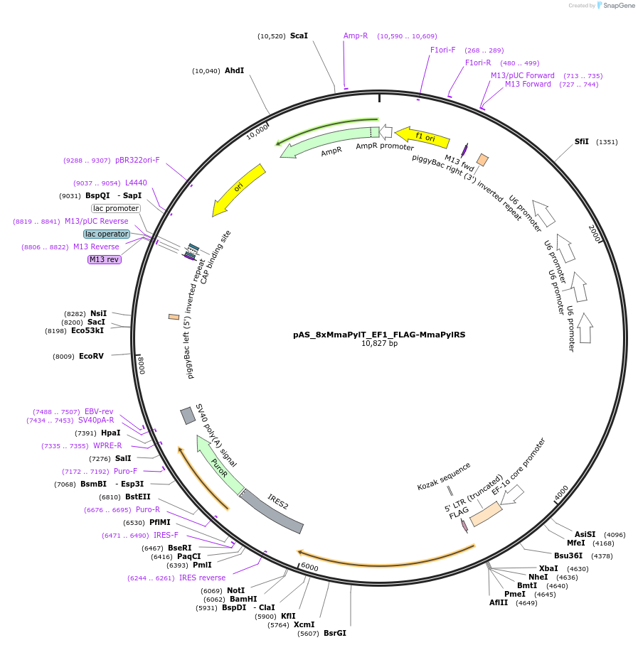 174890-plasmid-map-sequence-id-348040