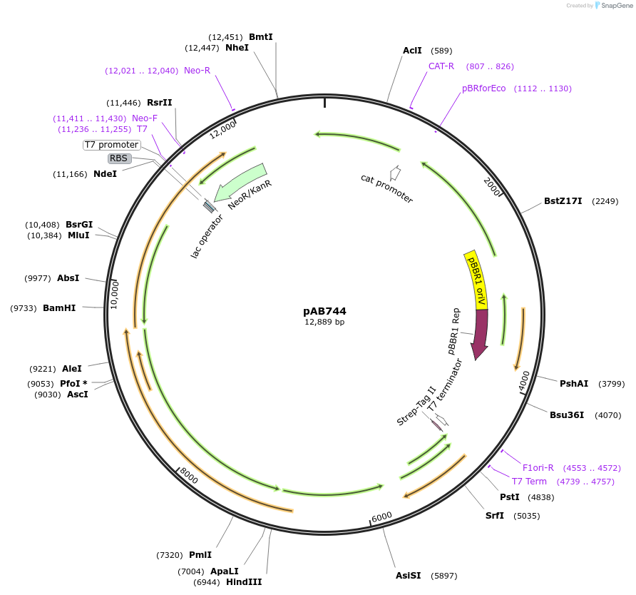 176579-plasmid-map-sequence-id-348054