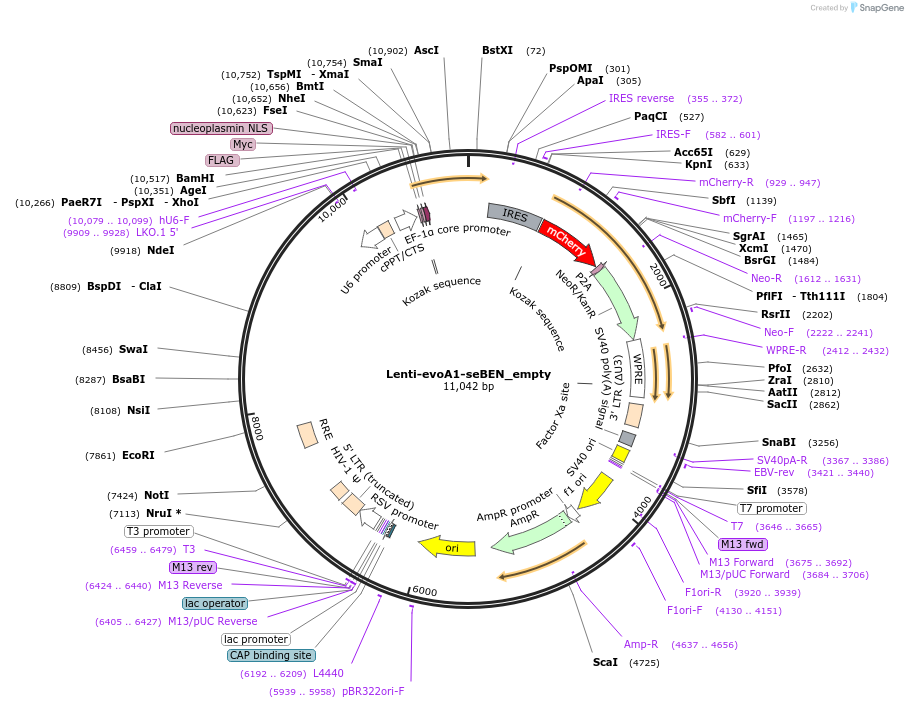 174701-plasmid-map-sequence-id-348058