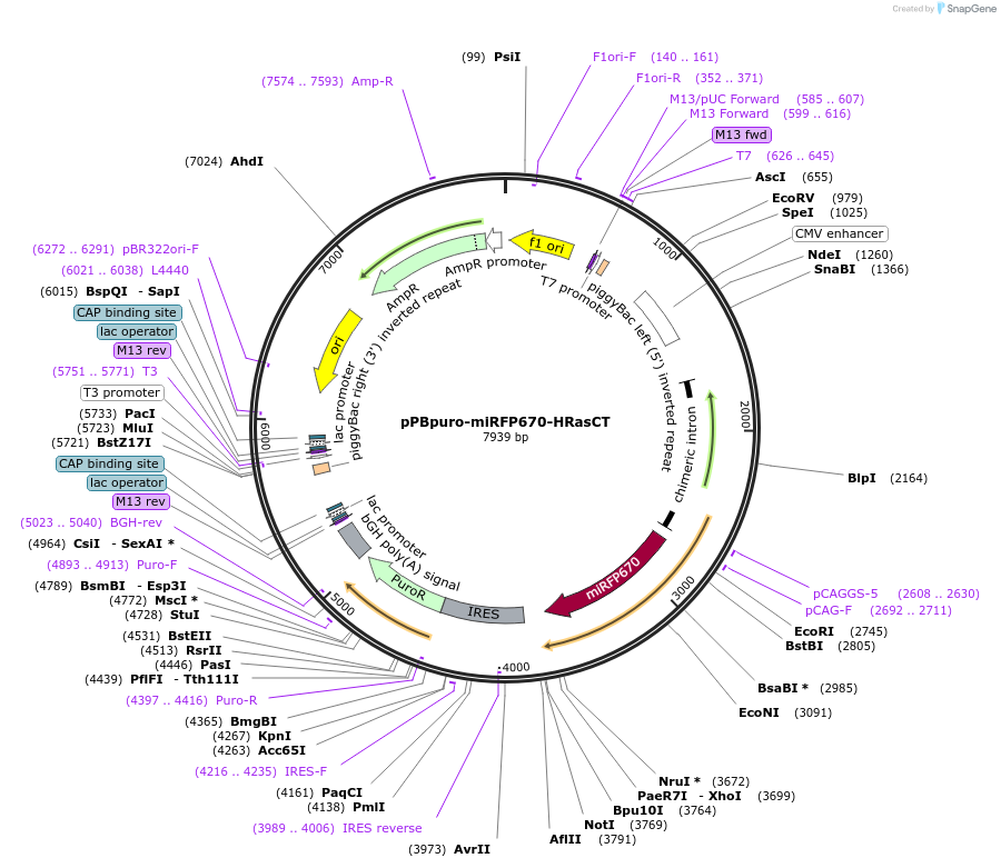 176030-plasmid-map-sequence-id-348081
