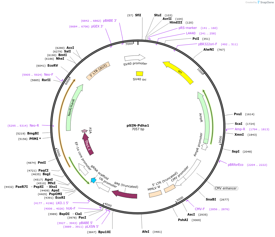 175936-plasmid-map-sequence-id-348090