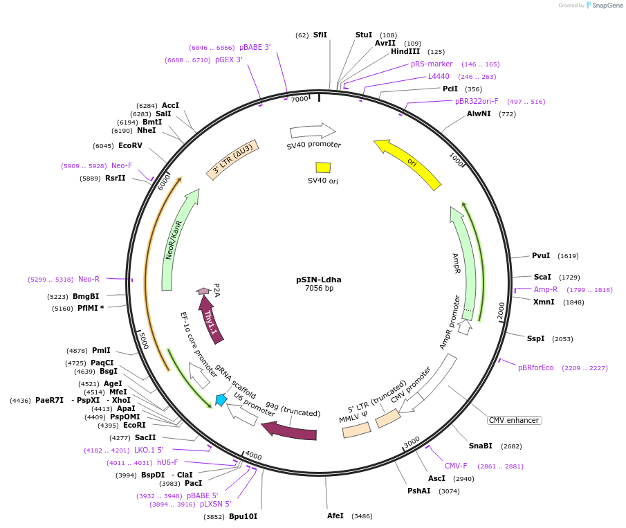 175939-plasmid-map-sequence-id-348092