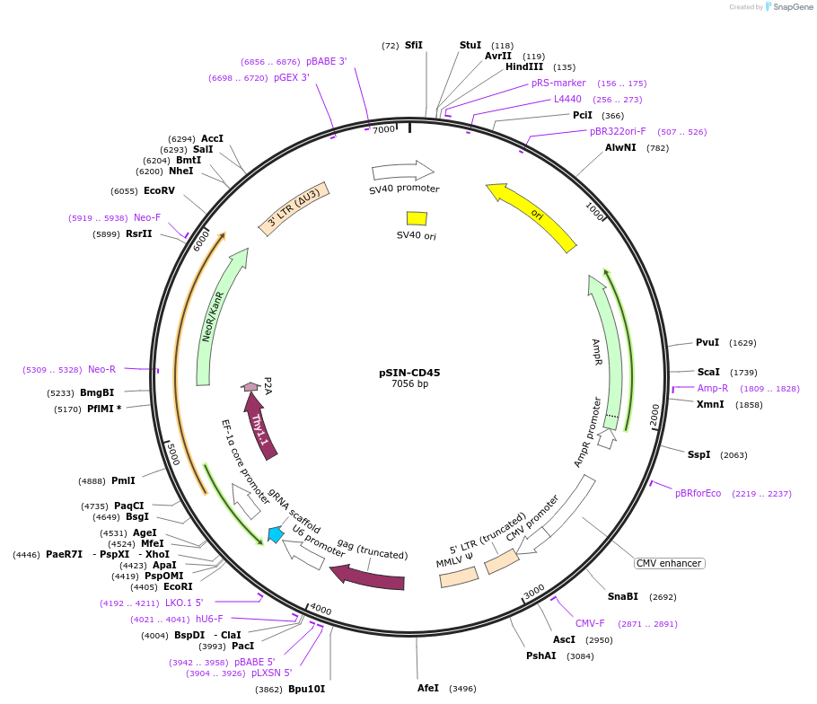 175943-plasmid-map-sequence-id-348096