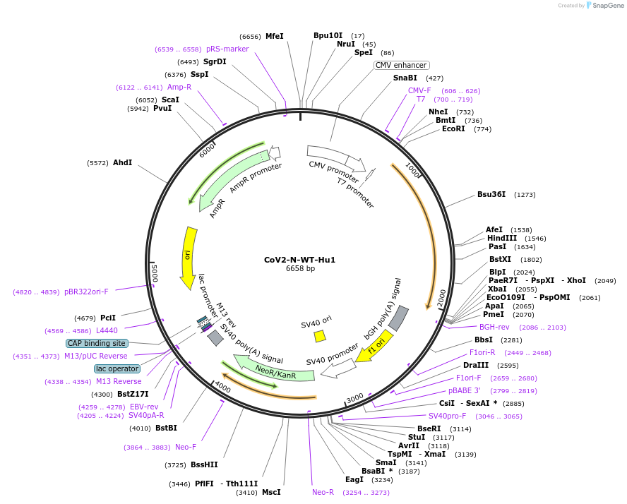 177937-plasmid-map-sequence-id-348099