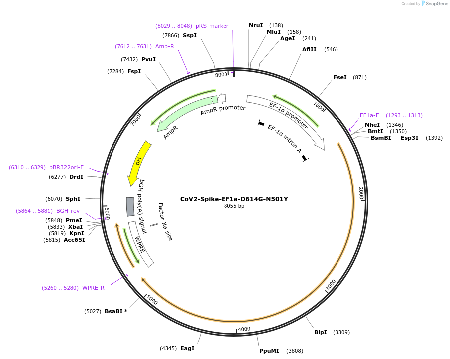 177939-plasmid-map-sequence-id-348111