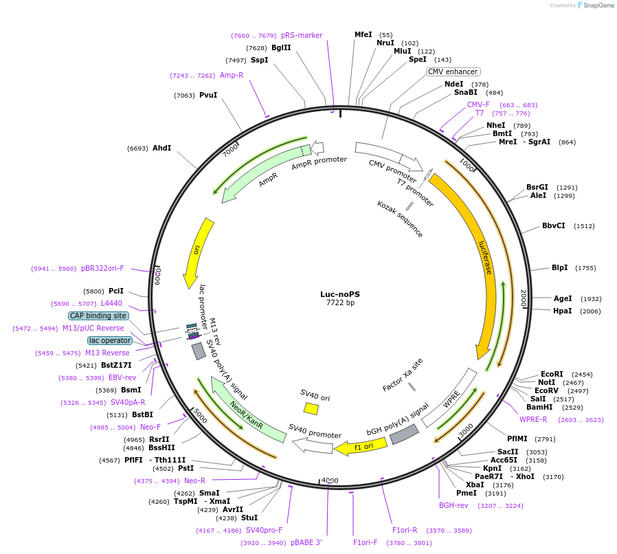 177940-plasmid-map-sequence-id-348112