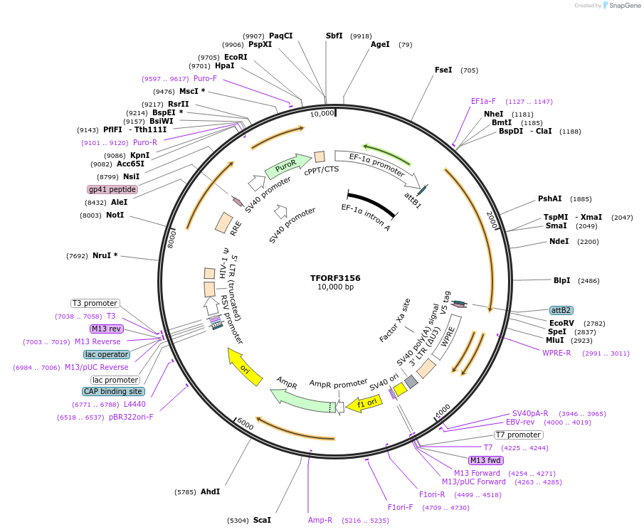 144632-plasmid-map-sequence-id-348118