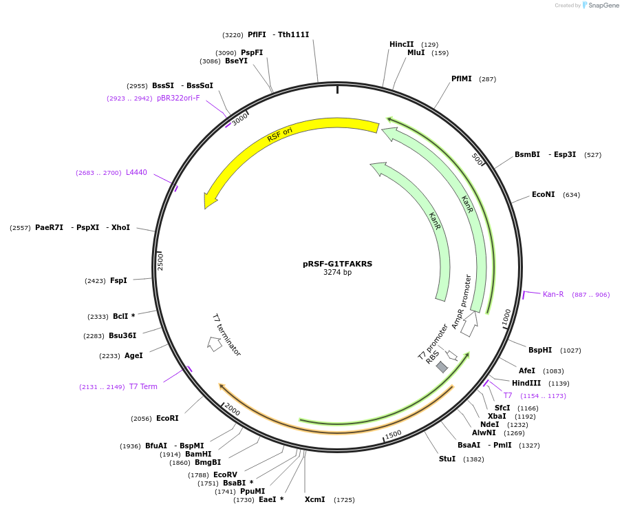 177311-plasmid-map-sequence-id-348119