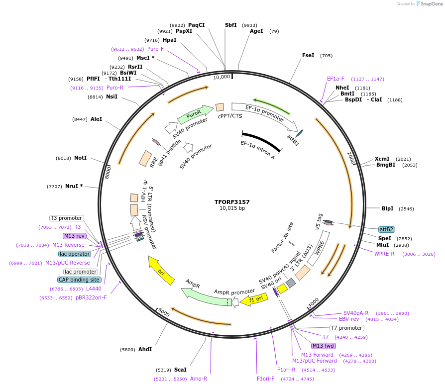 144633-plasmid-map-sequence-id-348120