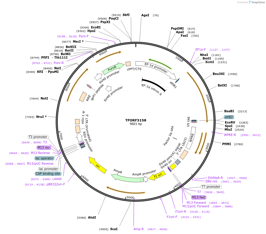 144634-plasmid-map-sequence-id-348121