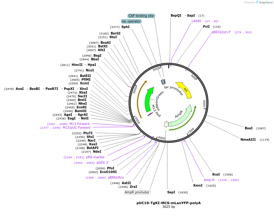 174021-plasmid-map-sequence-id-348122