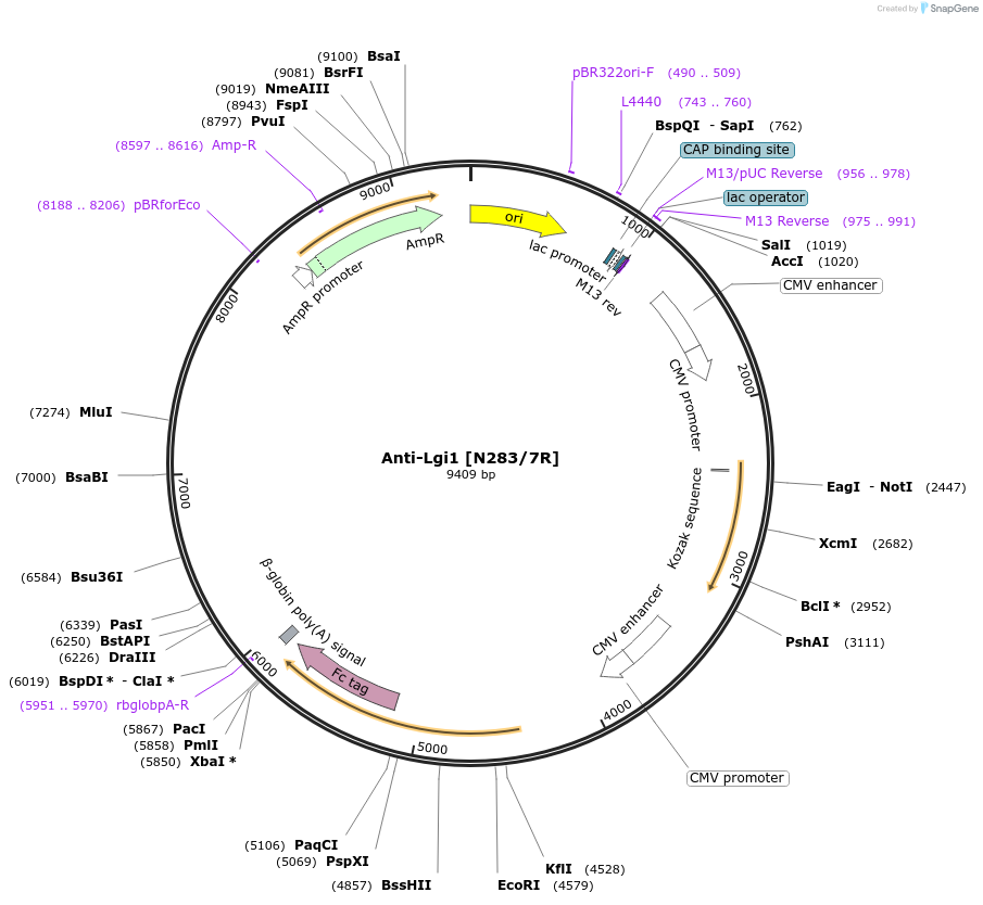 177527-plasmid-map-sequence-id-348150