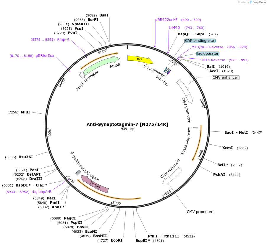 177526-plasmid-map-sequence-id-348151
