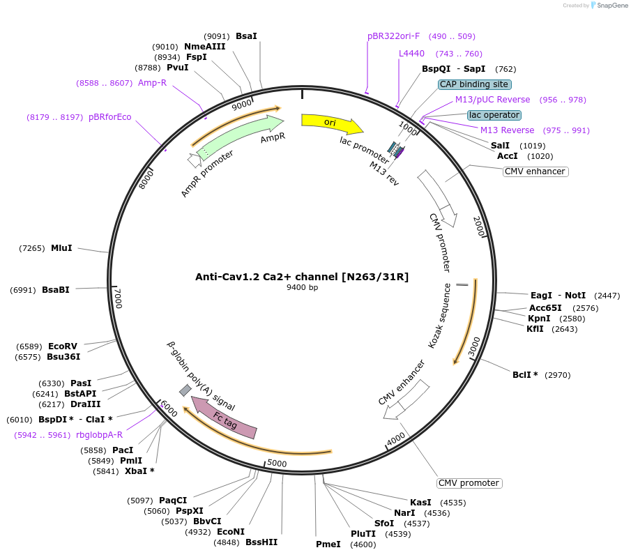 177523-plasmid-map-sequence-id-348153