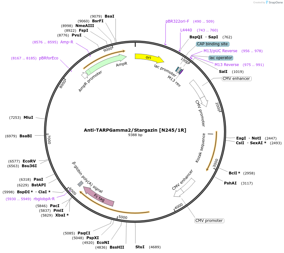 177521-plasmid-map-sequence-id-348156