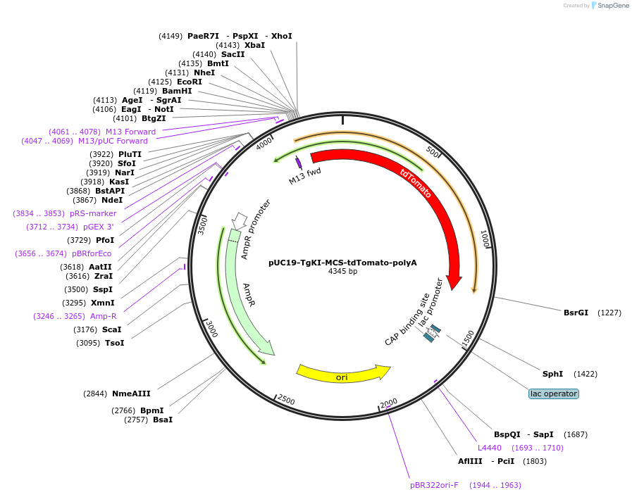 174022-plasmid-map-sequence-id-348158
