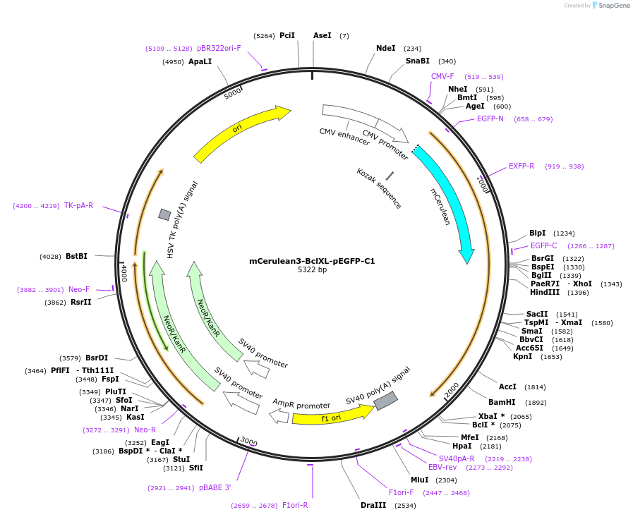 177408-plasmid-map-sequence-id-348160