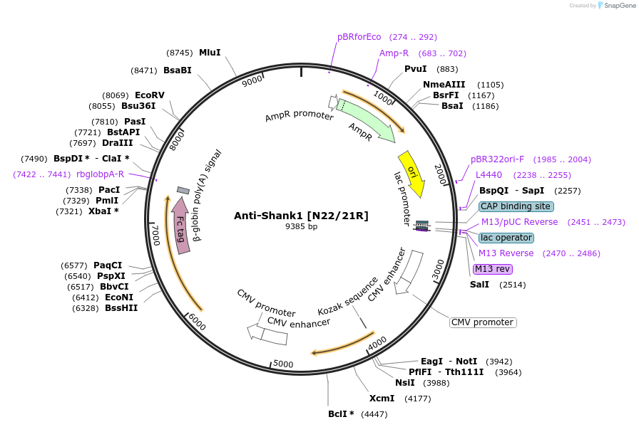 177516-plasmid-map-sequence-id-348161