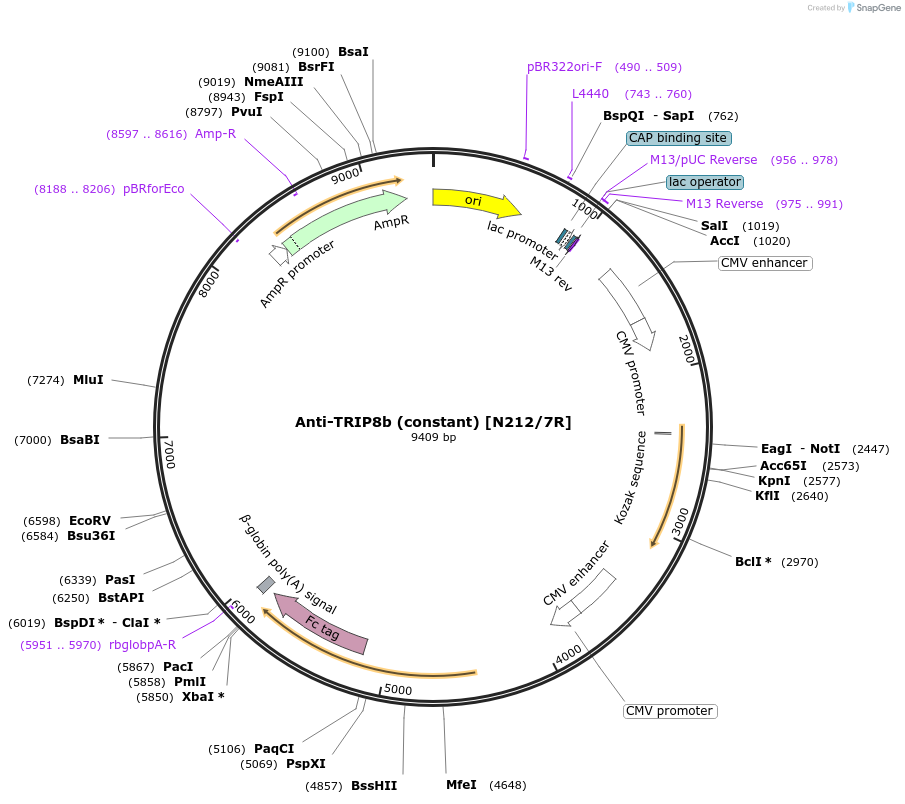 177514-plasmid-map-sequence-id-348163