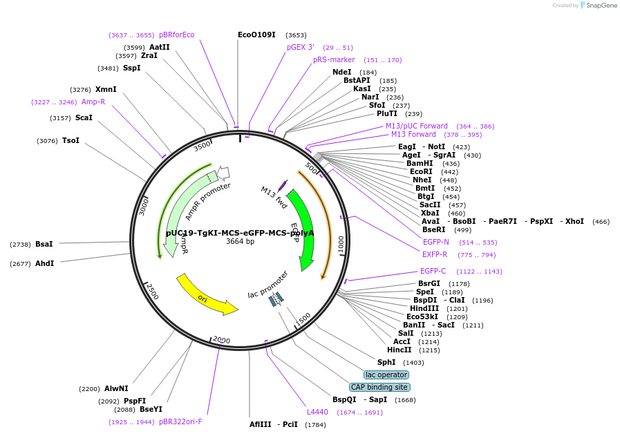174024-plasmid-map-sequence-id-348164