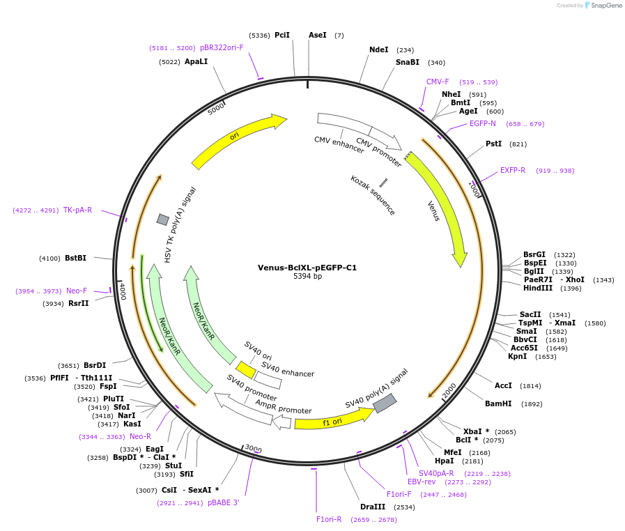 177409-plasmid-map-sequence-id-348165