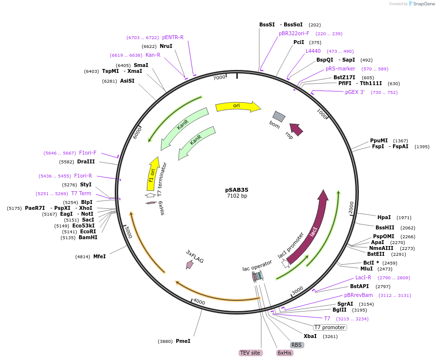175787-plasmid-map-sequence-id-348166