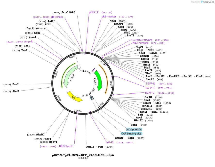 174025-plasmid-map-sequence-id-348167