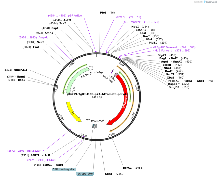 174027-plasmid-map-sequence-id-348168