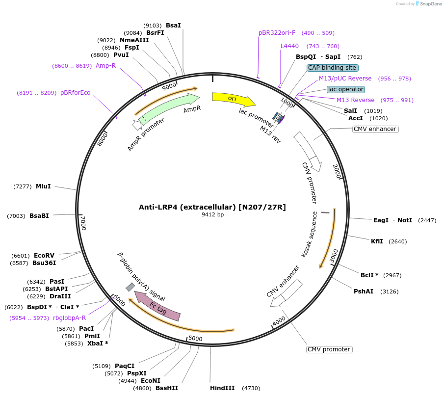 177513-plasmid-map-sequence-id-348169