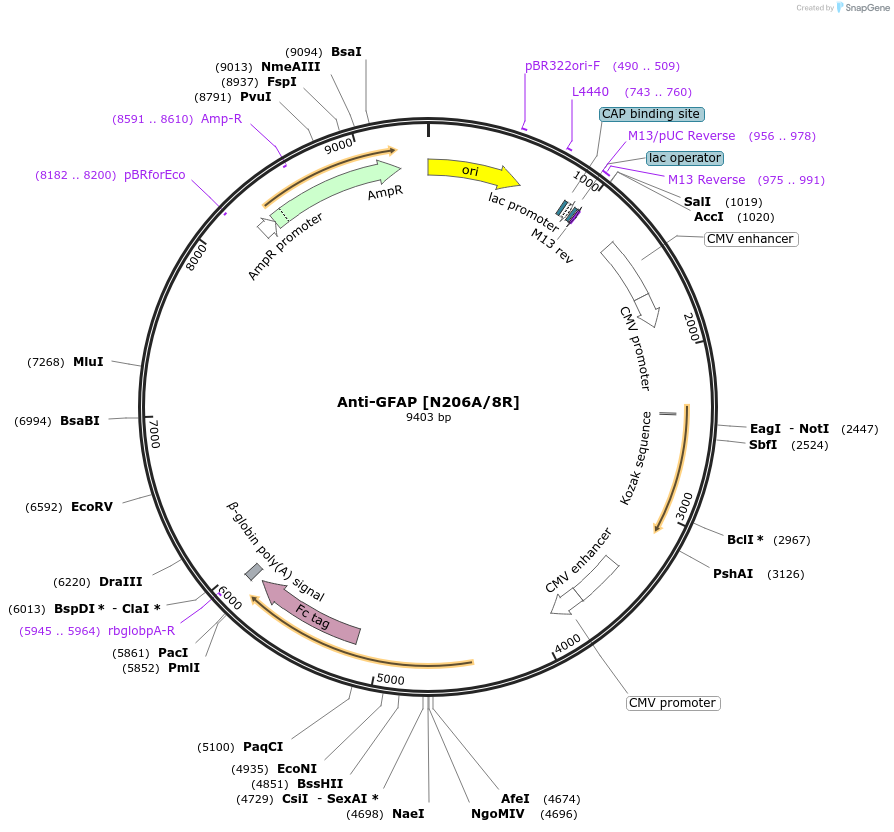 177512-plasmid-map-sequence-id-348170