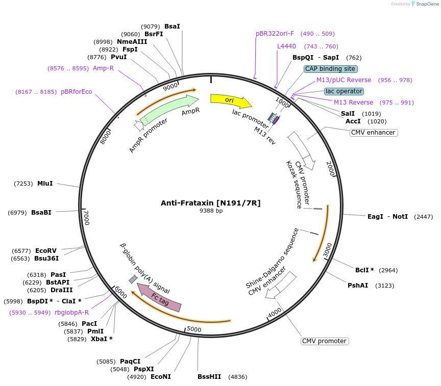 177511-plasmid-map-sequence-id-348172