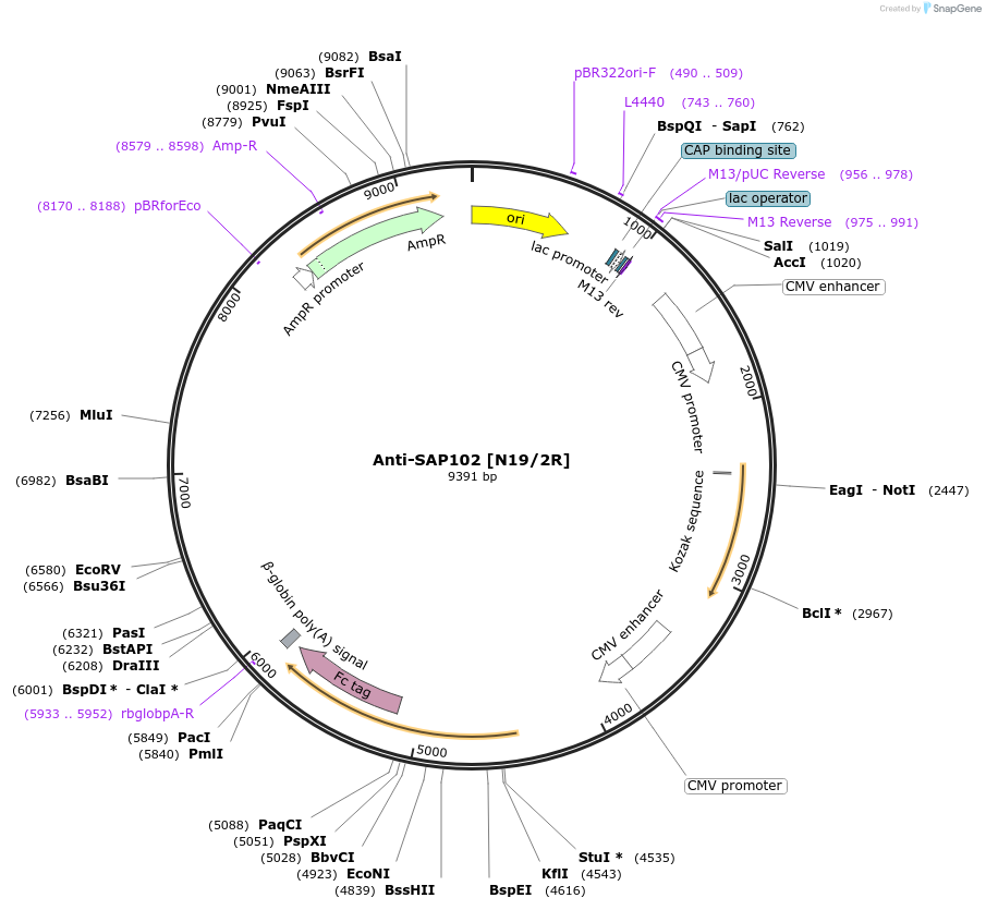 177510-plasmid-map-sequence-id-348173