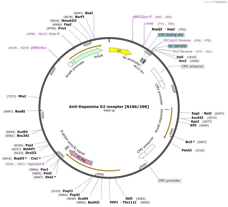 177509-plasmid-map-sequence-id-348174