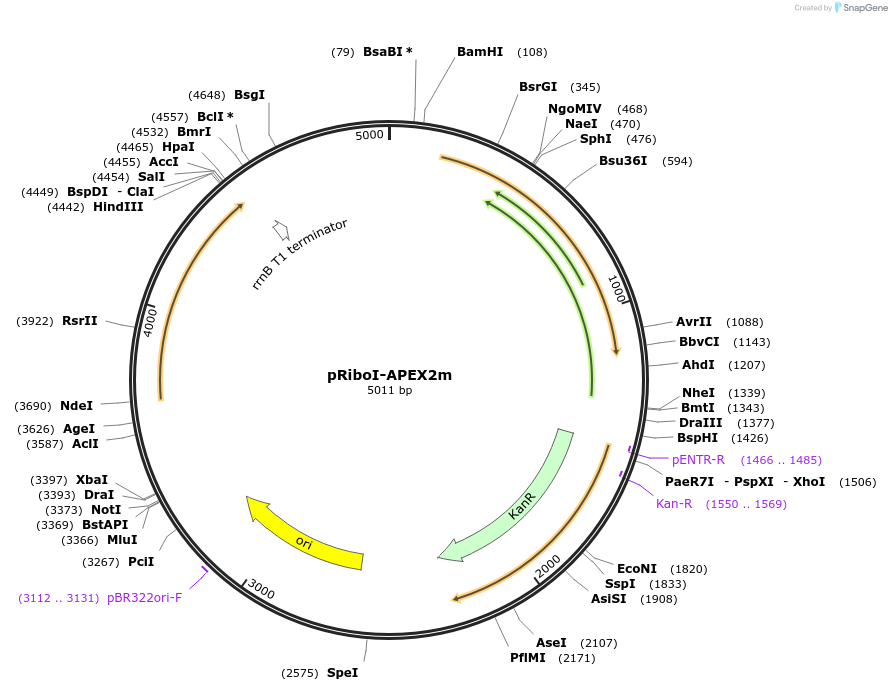 176843-plasmid-map-sequence-id-348176